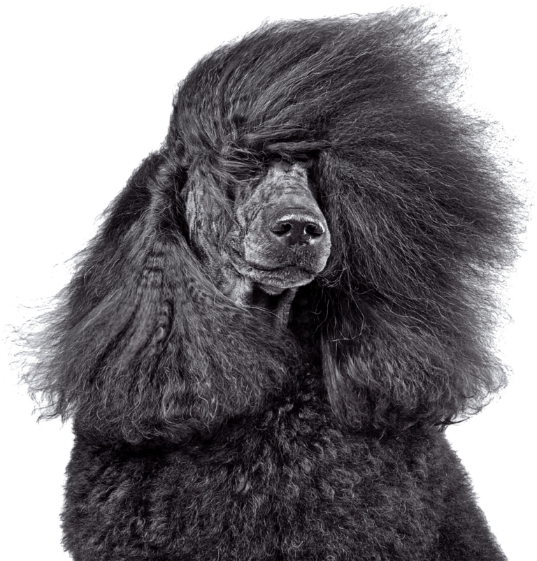 #1 Dog Facility in Lebanon